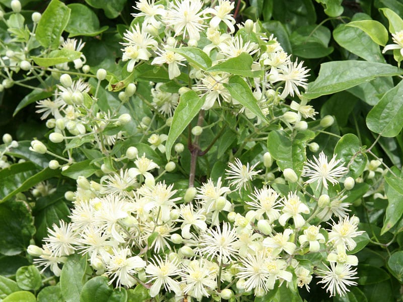 Clematis 10 ml Bach Flower Remedies